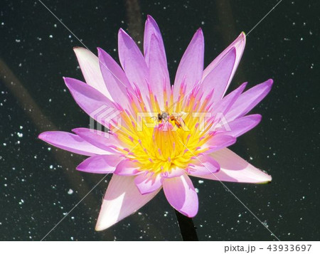 水蓮 はす はちす 43933697