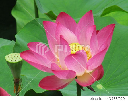 水蓮 はす はちす 43933700