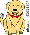 犬・ゴールデンレトリバー 43934107
