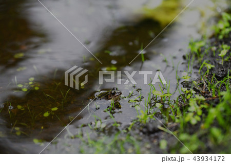 雨待つ蛙 雨待つ蛙 43934172