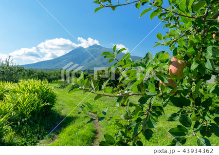 【青森県弘前市岩木山麓】岩木山と津軽のりんご 43934362