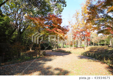 秋の公園　カエデ紅葉 43934675