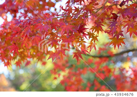 カエデ紅葉 カエデ紅葉 43934676