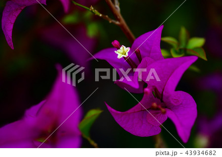 ブーゲンビリアの花 ブーゲンビリアの花 43934682