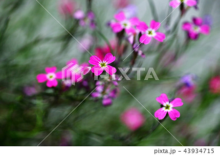 バージニアストックの花 43934715