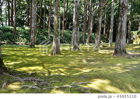 初夏の飫肥城下 43935110