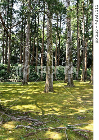 初夏の飫肥城下 43935111