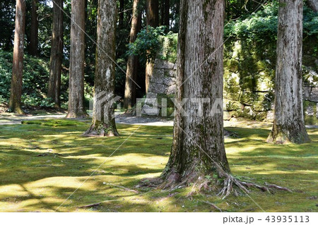 初夏の飫肥城下 初夏の飫肥城下 43935113