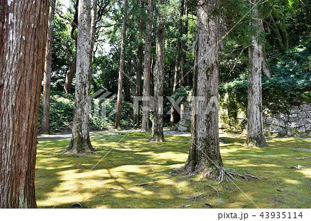 初夏の飫肥城下 初夏の飫肥城下 43935114