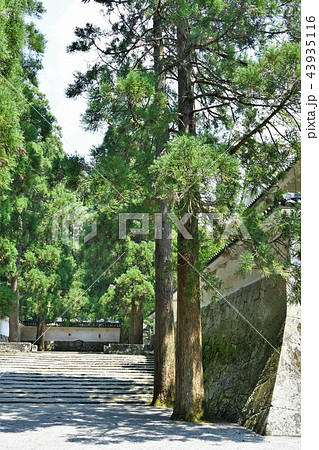初夏の飫肥城下 初夏の飫肥城下 43935116