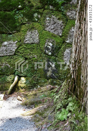 初夏の飫肥城下 43935172