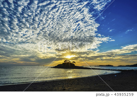 松 ソルソム 辺山半島 43935259