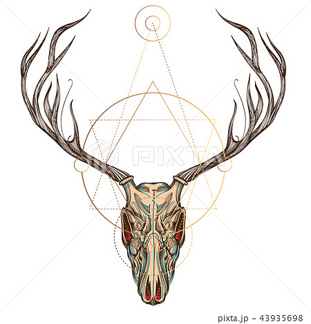 Sketch of deer skull. Vector illustration for... - Stock Illustration  [43935698] - PIXTA
