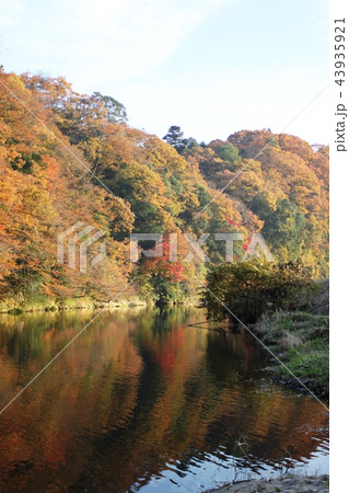 常陸太田市　地徳橋付近の紅葉 43935921