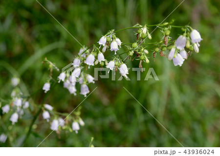 ヒメシャジン ヒメシャジン 43936024