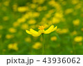 コスモス 43936062