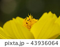 コスモス 43936064