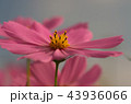 コスモス 43936066