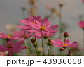 コスモス 43936068