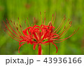 彼岸花 43936166