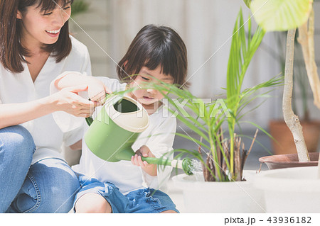 家族 家族 43936182