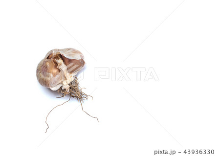 Garlic in the skin on a white background 43936330