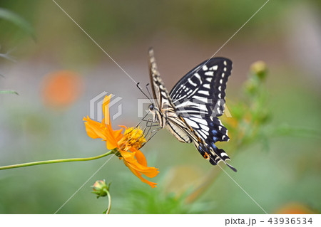 キバナコスモスにとまるナミアゲハ 43936534