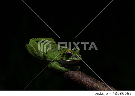 モリアオガエル 43936665