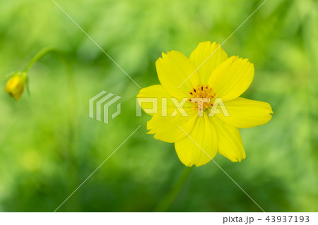 黄色い秋の花キバナコスモスが咲いていました 黄色い秋の花キバナコスモスが咲いていました 43937193