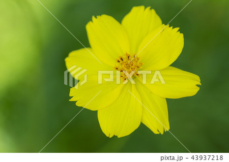 黄色い秋の花キバナコスモスが咲いていました 黄色い秋の花キバナコスモスが咲いていました 43937218