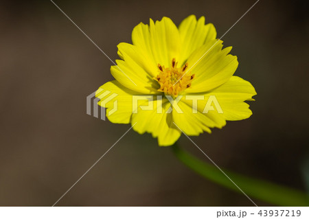 黄色い秋の花キバナコスモスが咲いていました 黄色い秋の花キバナコスモスが咲いていました 43937219