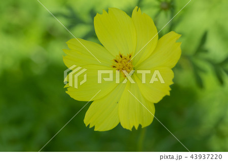 黄色い秋の花キバナコスモスが咲いていました 43937220