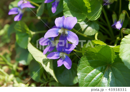 木漏れ日に咲くアメリカスミレサイシン　（パピリオナケア） 43938331