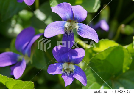 木漏れ日に咲くアメリカスミレサイシン　（パピリオナケア） 43938337