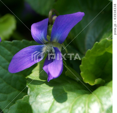 木漏れ日に咲くアメリカスミレサイシン　（パピリオナケア） 43938338