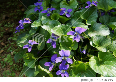 木漏れ日に咲くアメリカスミレサイシン (パピリオナケア) 木漏れ日に咲くアメリカスミレサイシン (パピリオナケア) 43938345