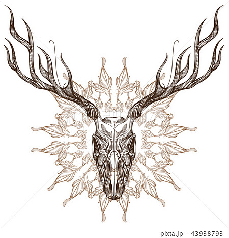 Sketch Of Deer Skull With Decorative Floral のイラスト素材
