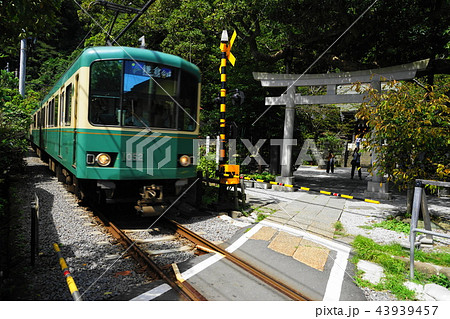 9月 鎌倉542江ノ島電鉄・御霊神社 9月 鎌倉542江ノ島電鉄・御霊神社 43939457