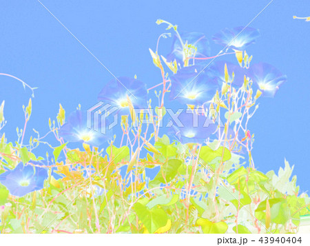 朝顔 あさがお 朝顔 あさがお 43940404