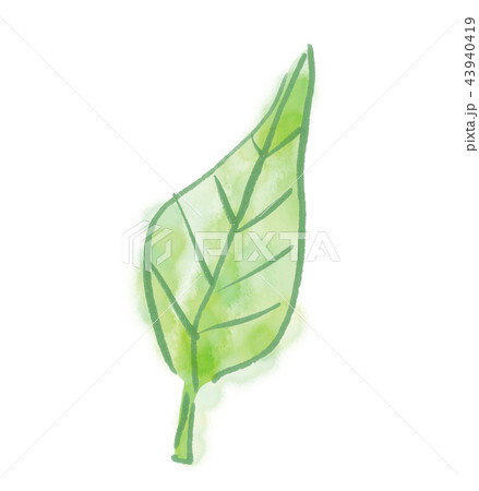 葉 葉っぱ 新緑 若葉 自然 白バック 白背景 コピースペース 素材 素材イラスト 植物 緑 新芽のイラスト素材