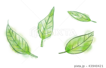 葉 葉っぱ 新緑 若葉 自然 白バック 白背景 コピースペース 素材 素材イラスト 植物 緑 新芽のイラスト素材