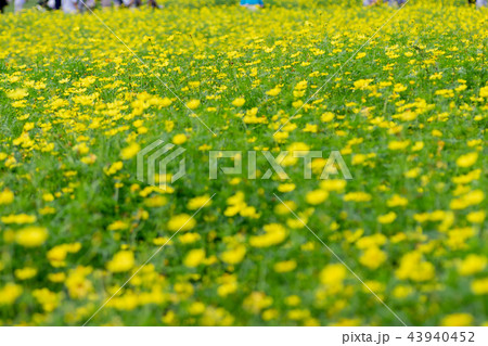 黄色い秋の花キバナコスモスが咲いていました 43940452