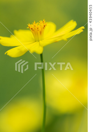 黄色い秋の花キバナコスモスが咲いていました 43940455