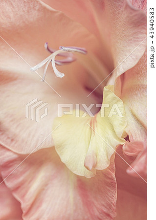 Gentle pale orange and pink Gladiolus flowers 43940583