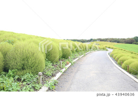 コキア　ひたち海浜公園　９月２０頃撮影 43940636