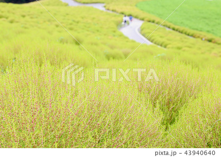 コキア　ひたち海浜公園　９月２０頃撮影 43940640