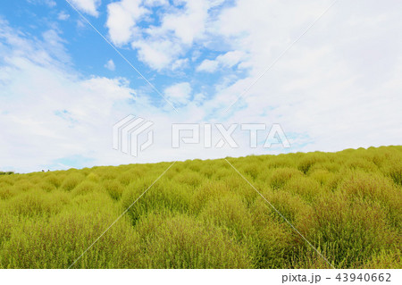 コキア ひたち海浜公園 9月20頃撮影 コキア ひたち海浜公園 9月20頃撮影 43940662