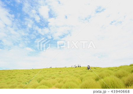 コキア　ひたち海浜公園　９月２０頃撮影 43940668