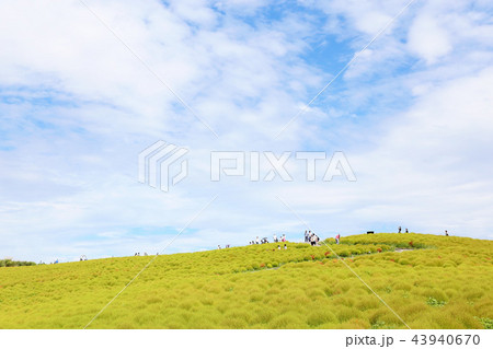 コキア ひたち海浜公園 9月20頃撮影 コキア ひたち海浜公園 9月20頃撮影 43940670