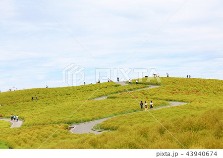 コキア　ひたち海浜公園　９月２０頃撮影 43940674